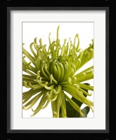 Green Chrysanthemum 1 Fine Art Print