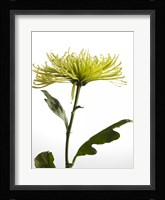 Green Chrysanthemum 2 Fine Art Print
