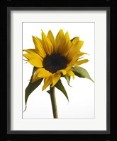 Sunflower 2 Fine Art Print