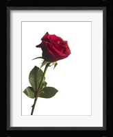 Red Rose 1 Fine Art Print