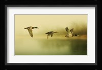 Ducks Flying Fine Art Print