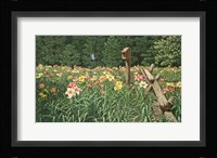 Daylily Days Fine Art Print