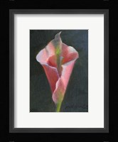 Pink Cala Lily Fine Art Print