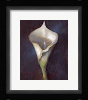 Calla Lily Fine Art Print