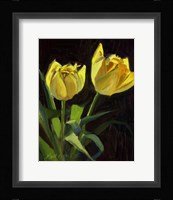 Yellow Tulips Fine Art Print