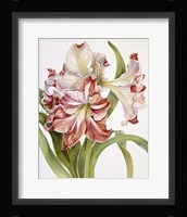 Red And White Amaryllis Fine Art Print