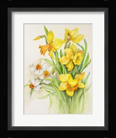 Daffodils- Springs Calling Card Fine Art Print