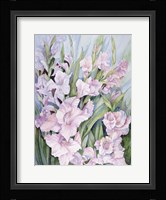Gladiolus Fine Art Print
