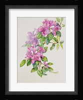 Pink Azaleas Framed Print