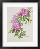 Pink Azaleas Framed Print