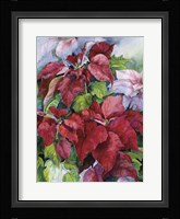 Pointesettia Fine Art Print