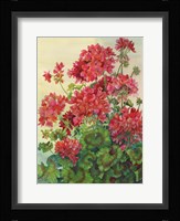Geraniums Fine Art Print