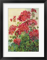 Geraniums Fine Art Print