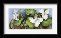 Woodland Trillium A Fine Art Print
