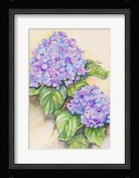 Hydrangea Stem Fine Art Print