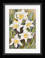 Daffodil Heads Framed Print