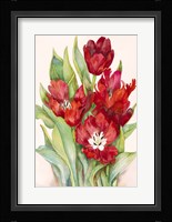 Tulips Opening Up Fine Art Print