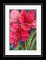 Betty's Amaryllis Fine Art Print