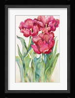 Cherry Red Tulip Fine Art Print