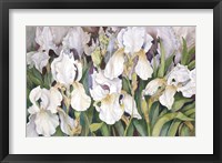 Field Of Iris Fine Art Print