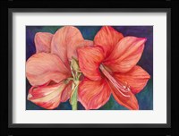 Amaryllis Blooms Fine Art Print