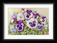 Pansy Cluster Framed Print