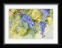 Grape Vineyard Fine Art Print