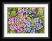 Lacy Hydrangea Fine Art Print