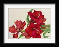 Amaryllis Standing Tall Fine Art Print