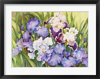 Irises in Shades of Lavender Fine Art Print
