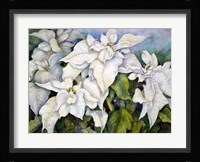 White Poinsettia Fine Art Print