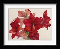 Holiday Amaryllis Fine Art Print