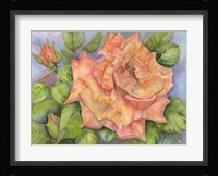 Peach Blush Rose Framed Print