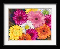 Gerberas Fine Art Print