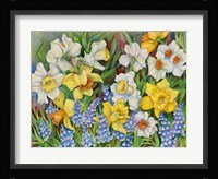 Daffodils And Grape Hyacinths Fine Art Print