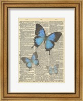 Secret Butterfly I Fine Art Print