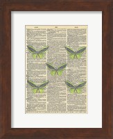 Secret Butterfly II Fine Art Print