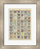 Secret Butterfly III Fine Art Print