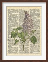 Lilac Fine Art Print