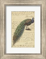 Peacock Script Fine Art Print