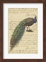 Peacock Script Fine Art Print