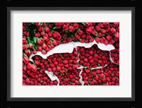 Tulip Street Vendor, Denmark Fine Art Print