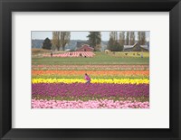 Tulip Farm, Washington Fine Art Print