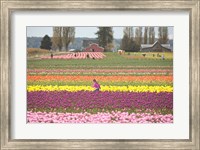 Tulip Farm, Washington Fine Art Print