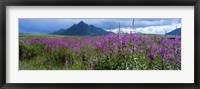 Blooming Fireweed in Ogilvie Mountains Fine Art Print