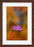 Quebec Autumn Leaf on Pond Fine Art Print