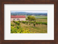 View Over the Mother Vines, Champagne, France Fine Art Print