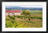 View Over the Mother Vines, Champagne, France Fine Art Print