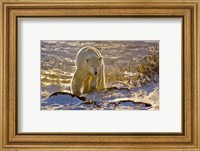 Churchchill Polar Bear Fine Art Print