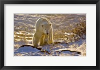 Churchchill Polar Bear Fine Art Print